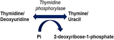 Mitochondrial Neurogastrointestinal Encephalomyopathy: Into the Fourth Decade, What We Have Learned So Far